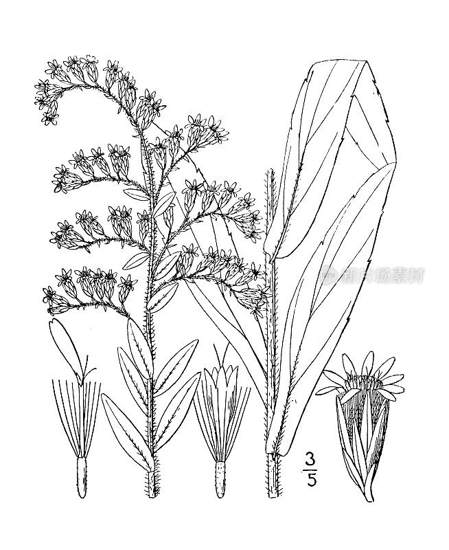 古植物学植物插图:一枝Solidago fistulosa，松树秃金杆